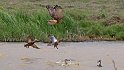 All ducks defending now